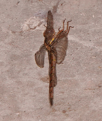 Neurocordulia molesta