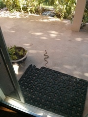 Thamnophis elegans elegans