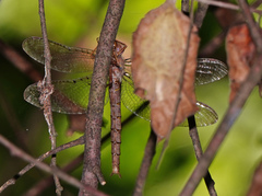 Neurocordulia molesta