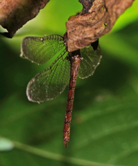 Neurocordulia molesta