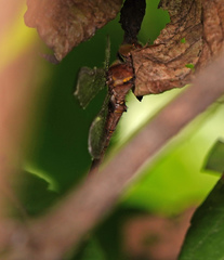 Neurocordulia molesta