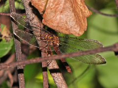 Neurocordulia molesta