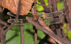 Neurocordulia molesta