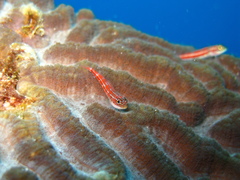 Helcogramma striata
