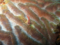 Helcogramma striata