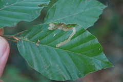 Stigmella hemargyrella