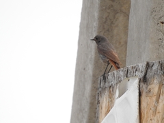 Phoenicurus ochruros