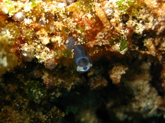 Diazonidae
