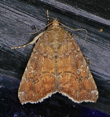 Amyna bullula