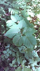 Tilia americana heterophylla