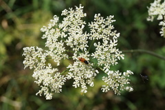 Arge melanochra