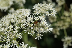 Arge melanochra