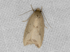 Ageletha elaeodes