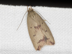Ageletha elaeodes