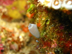 Clavelina
