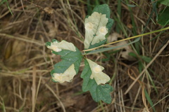 Tischeria ekebladella