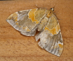 Eulithis pyropata