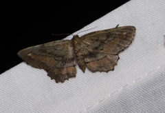 Hypagyrtis brendae