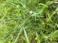 Centaurea × moncktonii