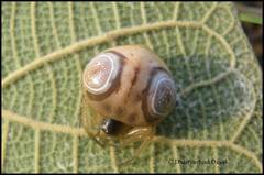 Cyrtarachne raniceps