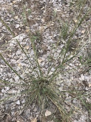 Hesperostipa comata comata