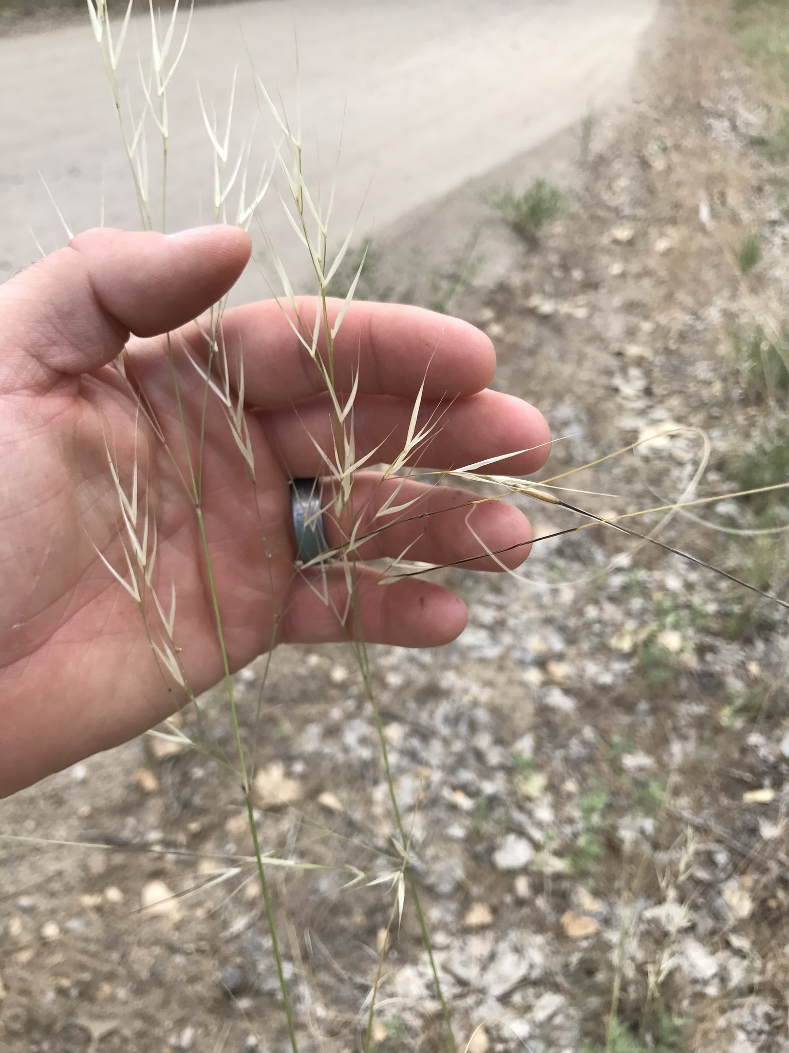 Hesperostipa comata ssp. comata