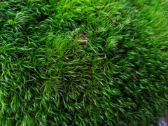 Paraleucobryum longifolium