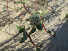 Blutaparon portulacoides