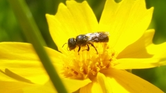 Ceratina cyanea