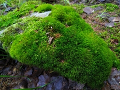 Paraleucobryum longifolium