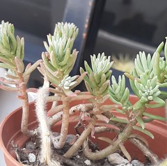 Sedum griseum