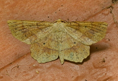 Euchlaena deplanaria