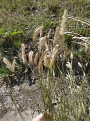 Agropyron cristatum