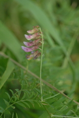 Vicia megalotropis
