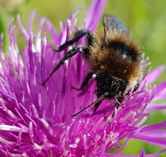 Bombus subterraneus