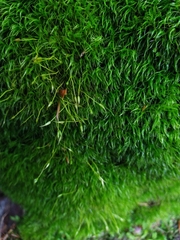 Paraleucobryum longifolium