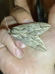 Sphinx canadensis