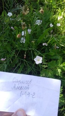 Convolvulus arvensis