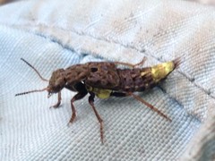 Ontholestes cingulatus