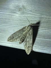 Sphinx canadensis