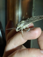 Sphinx canadensis