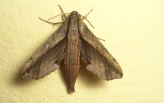 Eupanacra automedon