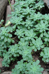 Sedum glaucophyllum