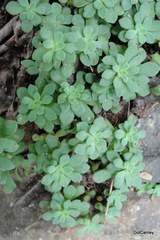 Sedum glaucophyllum