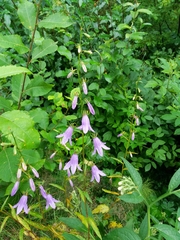 Campanula rapunculoides