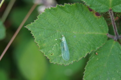 Pseudomallada flavifrons