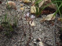 Eriospermum dielsianum