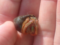 Pagurus acadianus