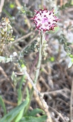 Othonna digitata