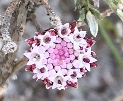 Othonna digitata